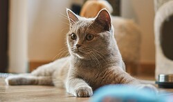 Internationale Katzenausstellung des Berliner Pro Kat e.V.
