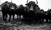 Rinderherde schaut in die Kamera, Foto: Nils Conrad, Lizenz: Nils Conrad
