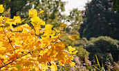 Foto: Herbst  (c) Catharina Weisser00082 (22)