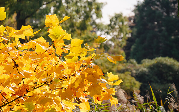 Foto: Herbst  (c) Catharina Weisser00082 (22)