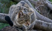 Wildkatze, Foto: i.a. Dr. Tilo Geisler/Stiftung Naturlandschaften Brandenburg, Lizenz: i.a. Dr. Tilo Geisler/Stiftung Naturlandschaften Brandenburg