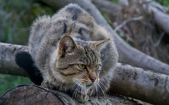 Wildkatze, Foto: i.a. Dr. Tilo Geisler/Stiftung Naturlandschaften Brandenburg, Lizenz: i.a. Dr. Tilo Geisler/Stiftung Naturlandschaften Brandenburg