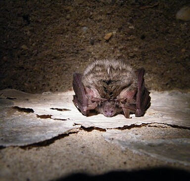 RangerTour: Lange Naturwacht-Nacht