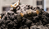 Präparat eines Maulwurfs im Maulwurfshügel (© Naturkundemuseum Potsdam/ Foto: D. Marschalsky)