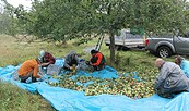 Apfelernte zum Entsaften, Foto: René Riep