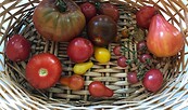 Tomatenvielfalt, Foto: Rene Riep, Lizenz: NABU RV Westhavelland e.V.