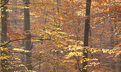 Goldene Buchenwaldfarben, Foto: N. Erdmann, Lizenz: NaturSchutzFonds Brandenburg