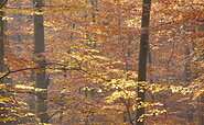 Goldene Buchenwaldfarben, Foto: N. Erdmann, Lizenz: NaturSchutzFonds Brandenburg
