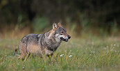 Wolf, Foto: Robert Franck, Lizenz: NaturSchutzFonds Brandenburg