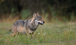 RangerTour: Der Wolf ist da – was nun?